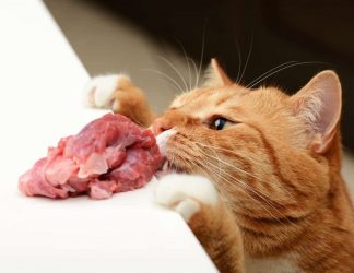 ¿Es peligroso alimentar a mi gato con dieta BARF?