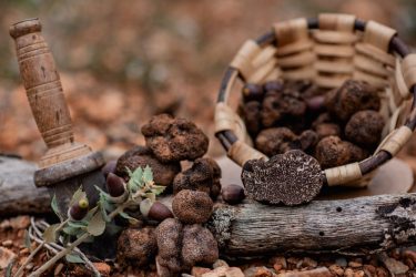 Trufa negra y salud: propiedades nutricionales, calorías y cómo incluirla en una dieta equilibrada Trufa negra y salud: propiedades nutricionales, calorías y cómo incluirla en una dieta equilibrada